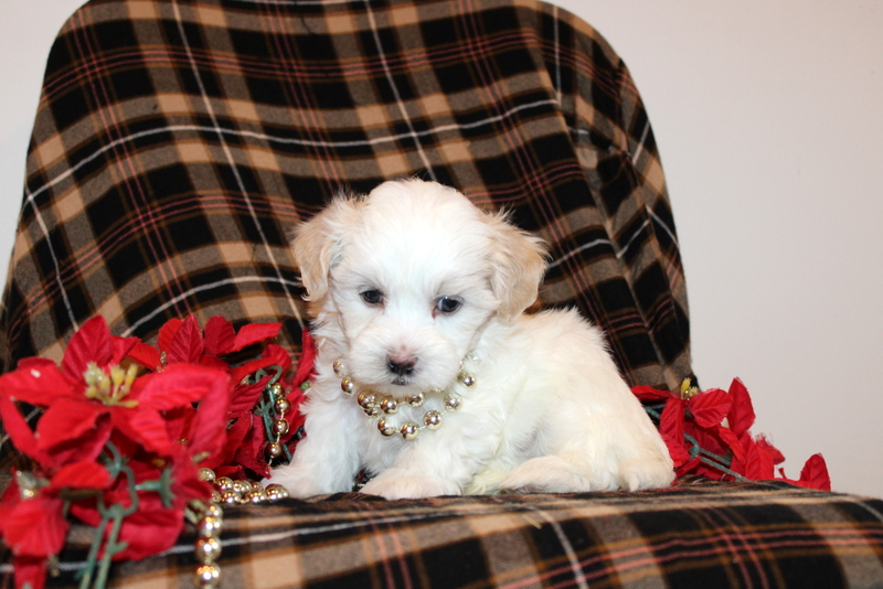 puppy, for, sale, Malshi Poo, Matthew B. Stoltzfus, dog, breeder, Gap, PA, dog-breeder, puppy-for-sale, forsale, nearby, find, puppyfind, locator, puppylocator, aca